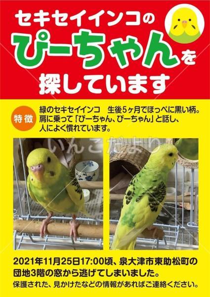 迷い鳥の写真