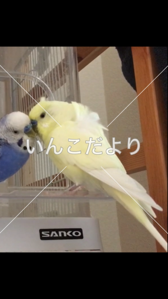 迷い鳥の写真
