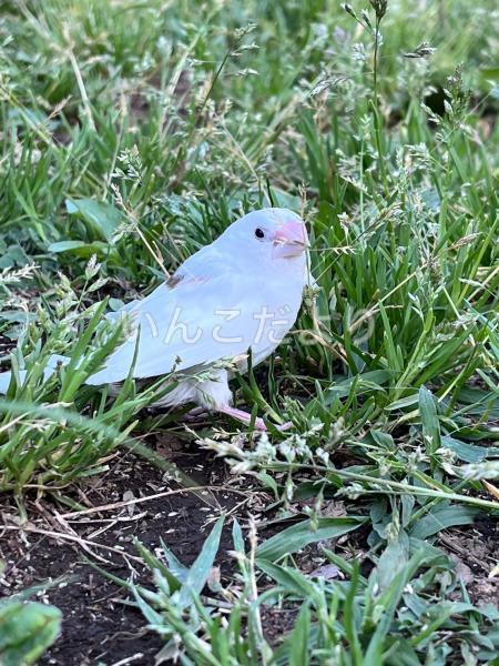 保護鳥の写真