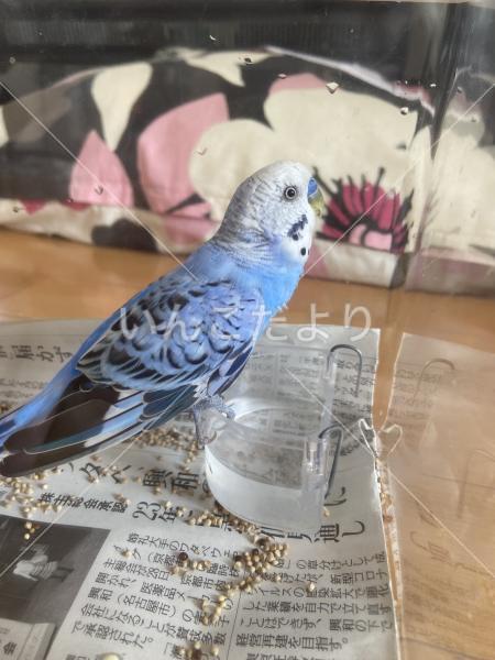 保護鳥の写真