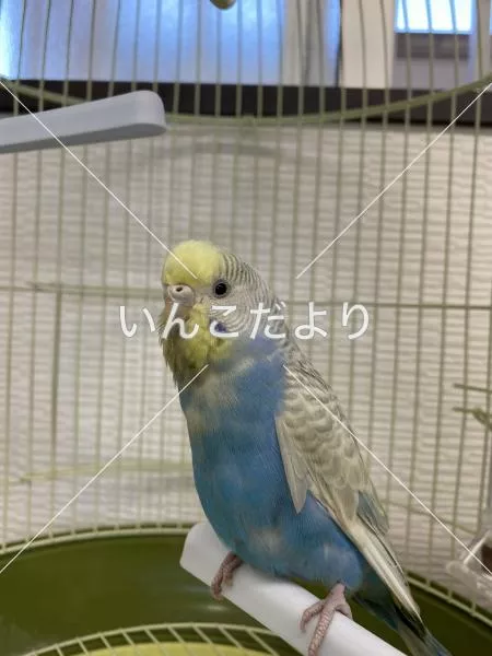 保護鳥の写真