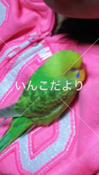 迷い鳥の写真