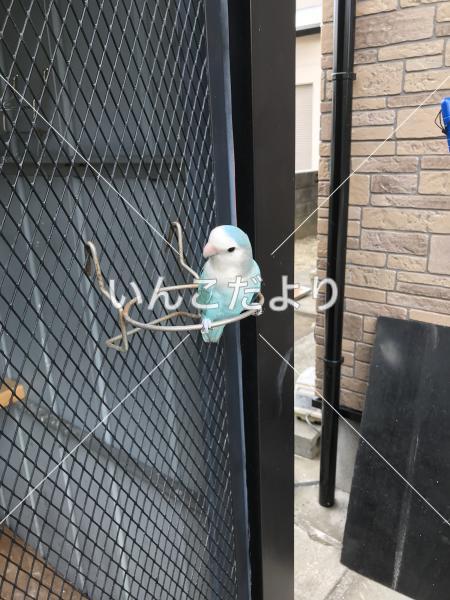 迷い鳥の写真