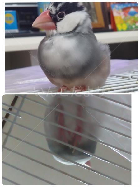 迷い鳥の写真