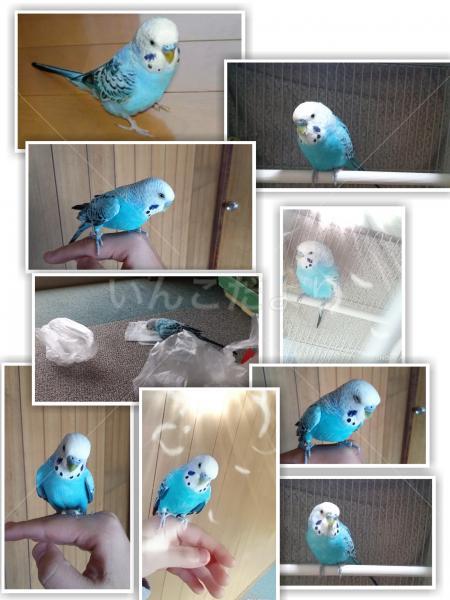 迷い鳥の写真