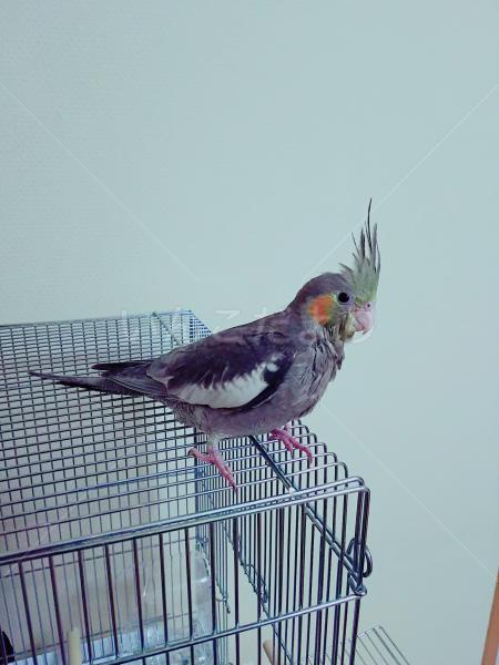 迷い鳥の写真