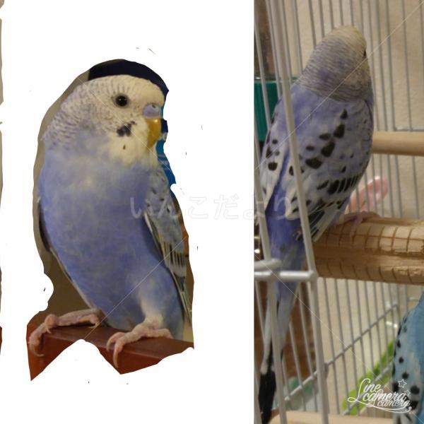 迷い鳥の写真