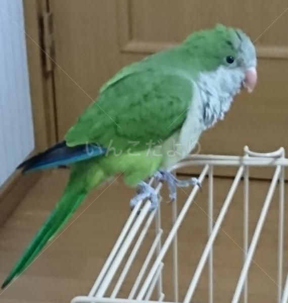 迷い鳥の写真
