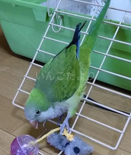 迷い鳥の写真