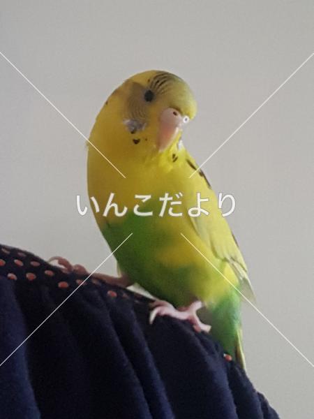 迷い鳥の写真