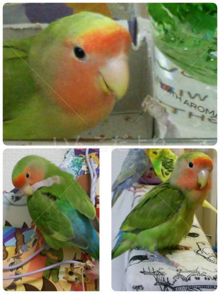 迷い鳥の写真