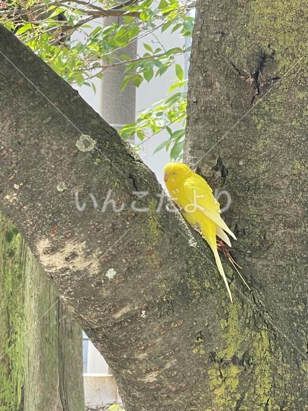 保護鳥の写真