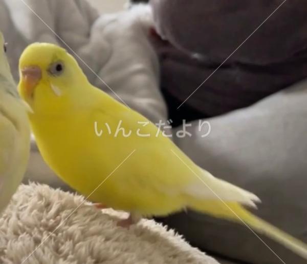迷い鳥の写真