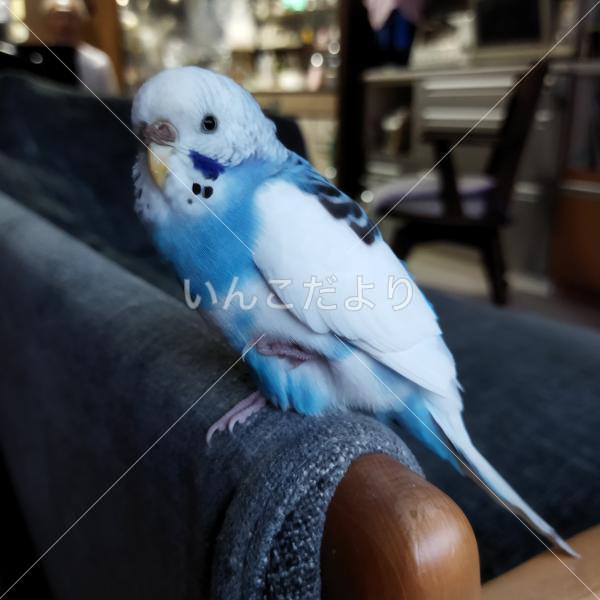 迷い鳥の写真