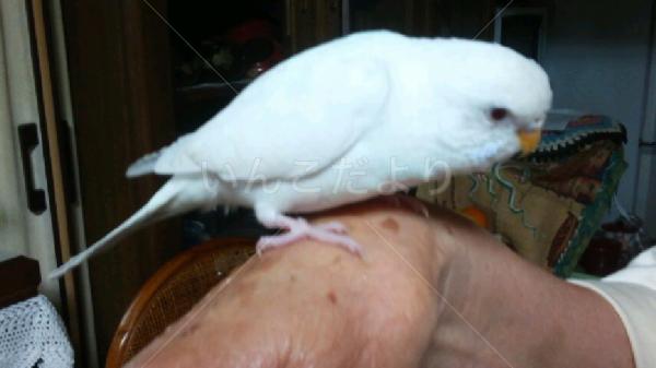 保護鳥の写真