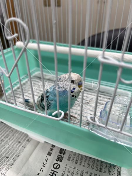 保護鳥の写真