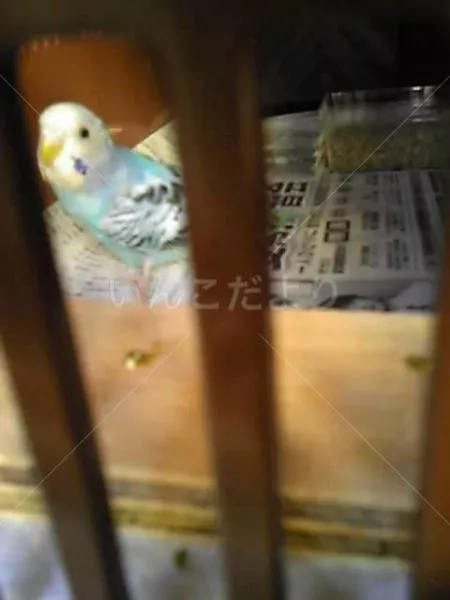 保護鳥の写真