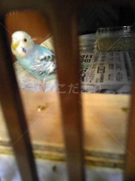 保護鳥の写真