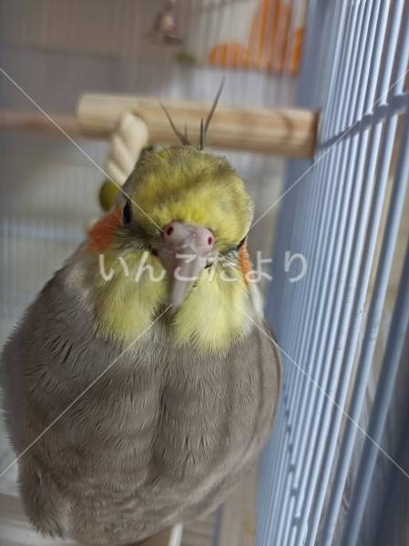 迷い鳥の写真