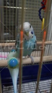 迷い鳥の写真