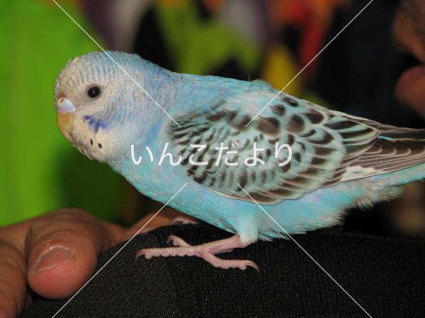 保護鳥の写真