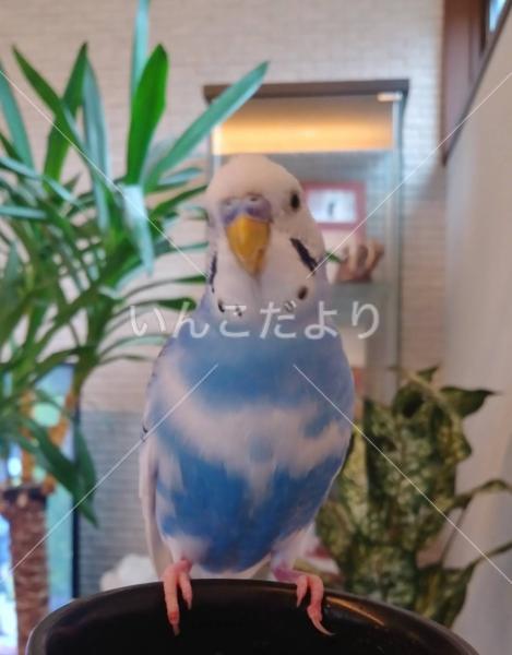 迷い鳥の写真