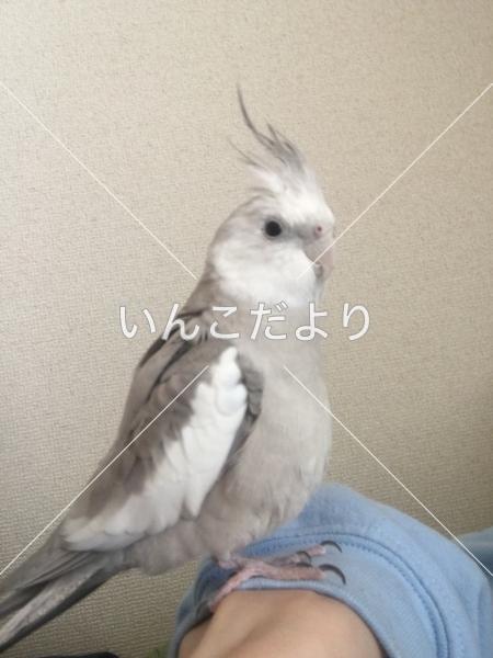 迷い鳥の写真