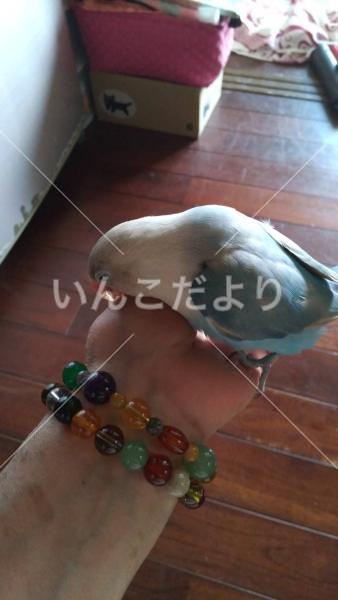 迷い鳥の写真