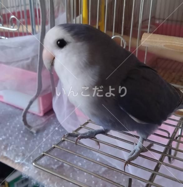 迷い鳥の写真