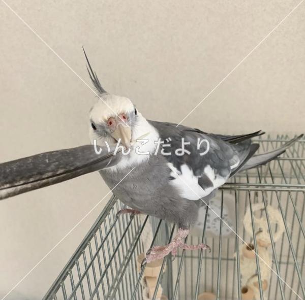 迷い鳥の写真