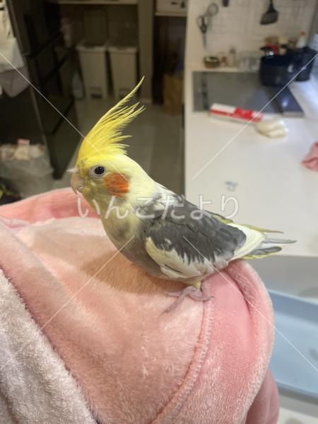 迷い鳥の写真