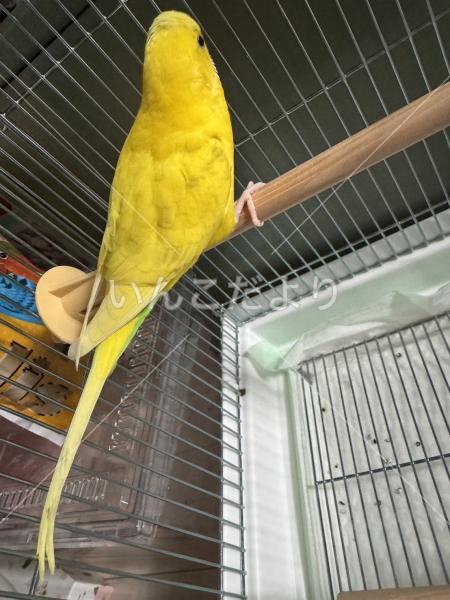 保護鳥の写真