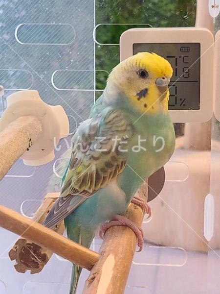 迷い鳥の写真