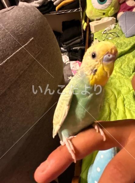 迷い鳥の写真