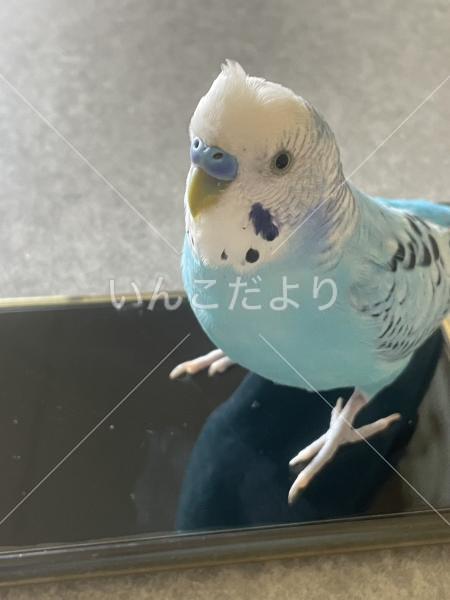 迷い鳥の写真