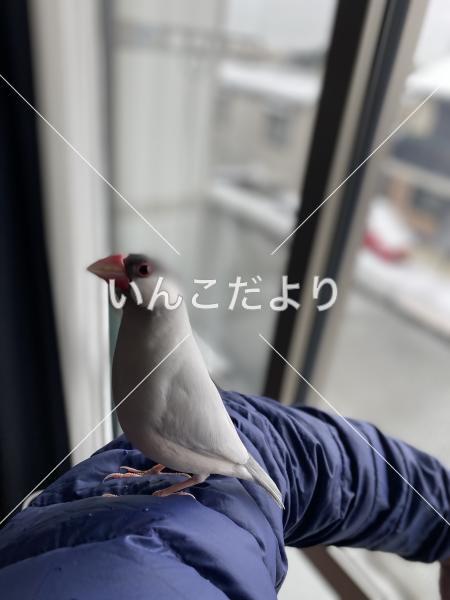 迷い鳥の写真