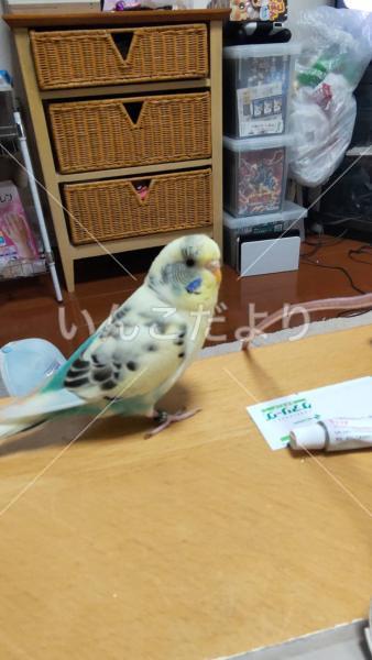 迷い鳥の写真