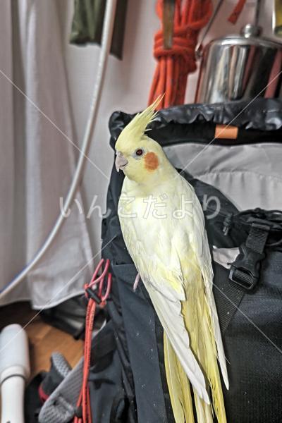 保護鳥の写真