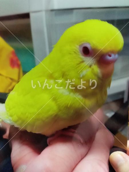 迷い鳥の写真