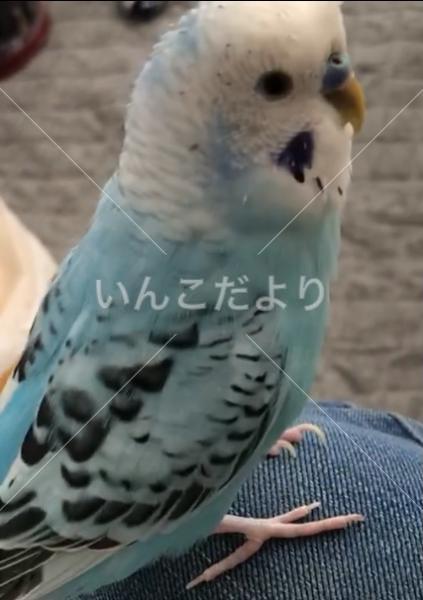 迷い鳥の写真
