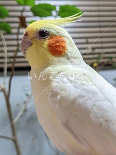 迷い鳥の写真