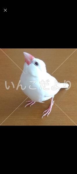 迷い鳥の写真