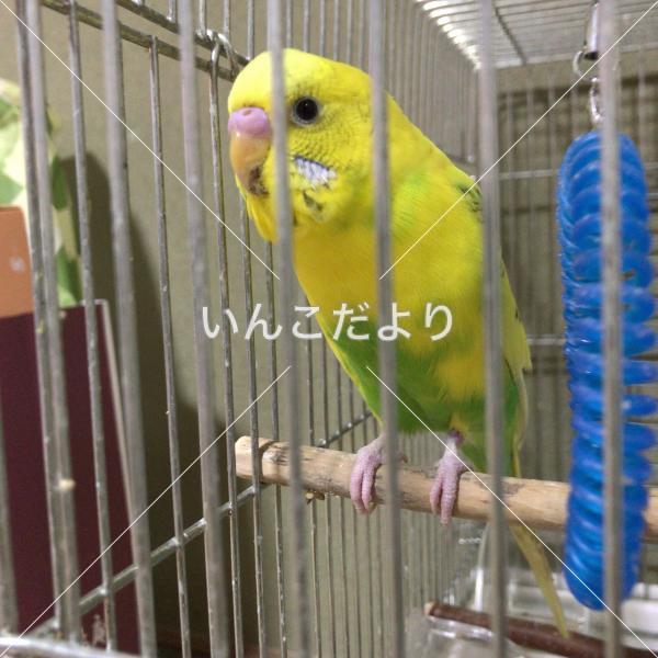 迷い鳥の写真