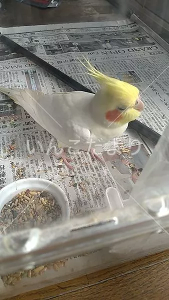 保護鳥の写真