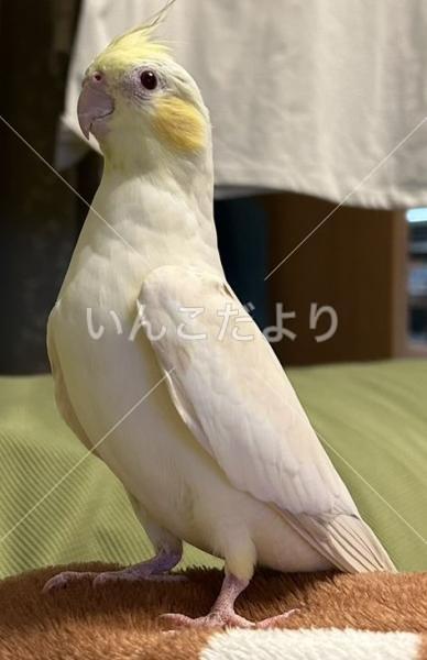 迷い鳥の写真