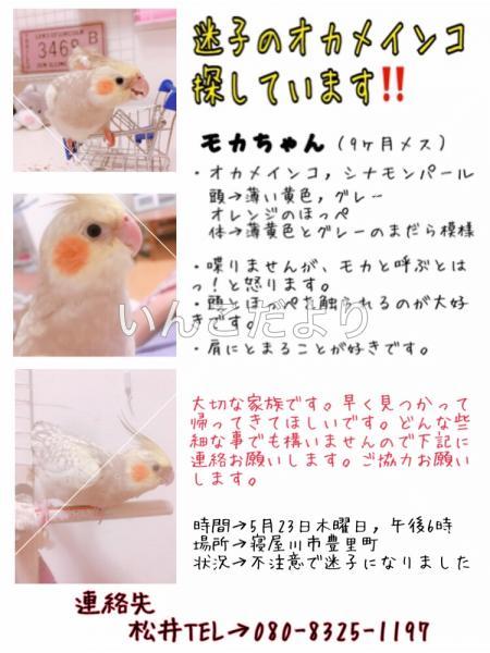 迷い鳥の写真