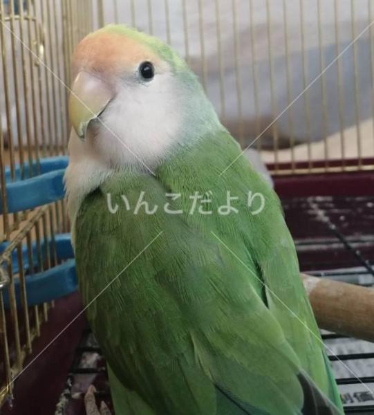 迷い鳥の写真