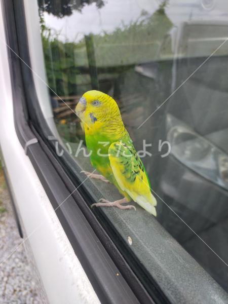 保護鳥の写真