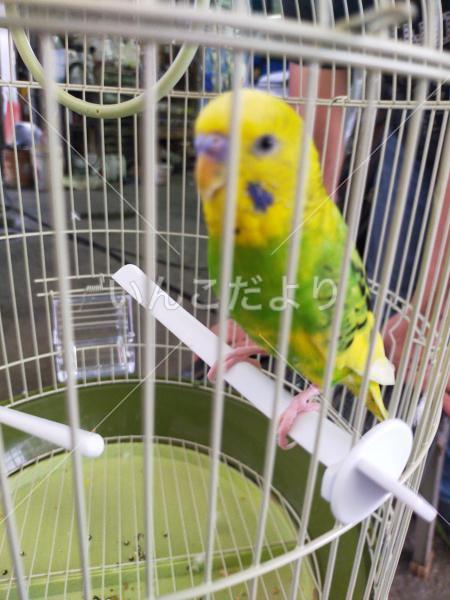 保護鳥の写真
