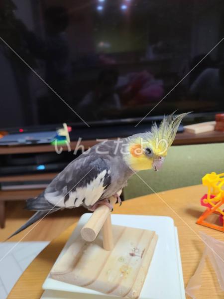 迷い鳥の写真